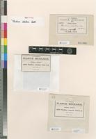 Isosyntype of Thuidium robustum Cardot [family THUIDIACEAE]