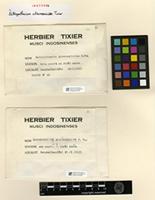 Isotype of Ectropothecium alternarioides Tixier [family HYPNACEAE]