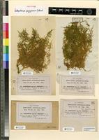 Isotype of Ectropothecium penzigianum M.Fleisch. [family HYPNACEAE]