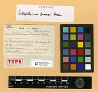 Isotype of Ectropothecium dummeri Dixon [family HYPNACEAE]