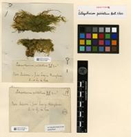 Isotype of Ectropothecium pulchellum Broth. & Paris [family HYPNACEAE]