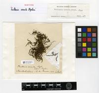 Isotype of Frullania cornuta Stephani [family JUBULACEAE]