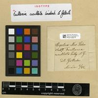 Isotype of Frullania cucullata Lindenb. & Gottsche [family JUBULACEAE]