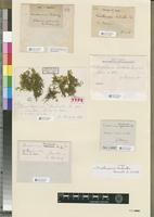 Filed as Microthamnium bescherellei Renault & Cardot [family HYPNACEAE]
