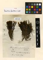 Type of Racomitrium fuscoluteum Cardot [family GRIMMIACEAE]