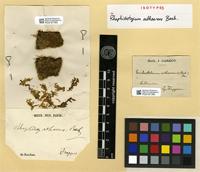 Isotype of Trichosteleum adhaerens (Besch.) Kindb. [family SEMATOPHYLLACEAE]