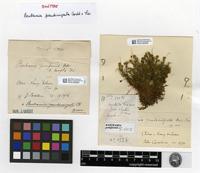 Syntype of Bartramia pseudocrispata Cardot & Thér. [family BARTRAMIACEAE]