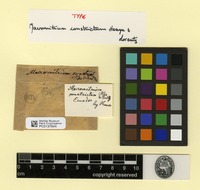 Type of Macromitrium constrictum Hampe & Lorentz [family ORTHOTRICHACEAE]