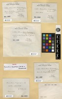 Syntype of Macromitrium lamprocarpum Müll. Hal. ex Renauld & Cardot [family ORTHOTRICHACEAE]