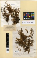 Isosyntype of Macromitrium prolongatum Müll. Hal. [family ORTHOTRICHACEAE]