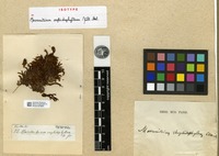 Isotype of Macromitrium raphidophyllum Müll.Hal. [family ORTHOTRICHACEAE]