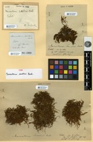 Type of Macromitrium savatieri Besch. [family ORTHOTRICHACEAE]
