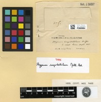 Type of Hypnum cuspidatulum Müll.Hal. [family HYPNACEAE]