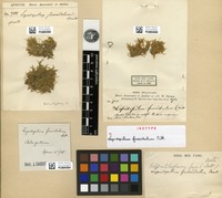 Isotype of Helicoblepharum fuscidulum (Mitt.) Broth. [family PILOTRICHACEAE]