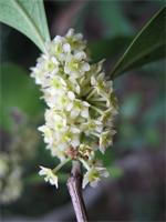Maytenus undata