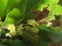 Maytenus undata