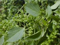 Acalypha indica