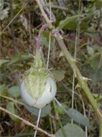 Solanum richardii