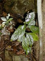 Pseuderanthemum tunicatum