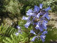 Jacaranda mimosifolia
