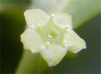 Maytenus undata