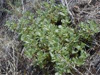 Portulaca oleracea