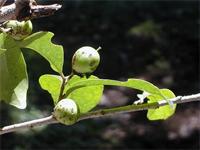 Scolopia maoulidae