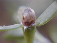 Portulaca quadrifida