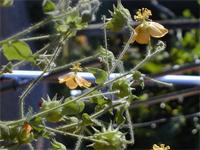 Abutilon indicum