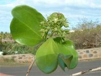 Strychnos spinosa