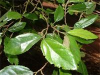 Grewia cuneifolia