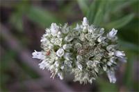 Agathisanthemum bojeri