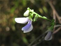 Abrus madagascariensis