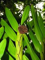 Agrostophyllum majus