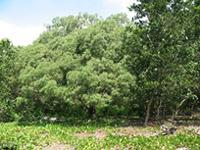 Acacia spirorbis