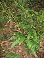 Alpinia novae-pommeraniae