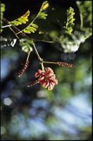 Acacia hildebrandtii