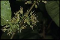 Dichapetalum madagascariense