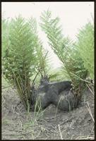 Cyathea dregei