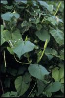 Ipomoea alba