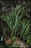 Platycerium alcicorne