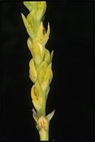 Bulbophyllum labatii