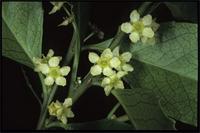 Maytenus undata