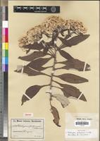 Isotype of Helichrysum goetzeanum O.Hoffm. [family ASTERACEAE]