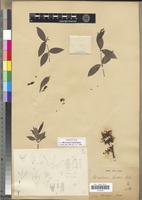 Isotype of Microsteira curtisii Baker [family MALPIGHIACEAE]