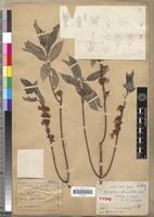 Holotype of Microsteira glaucifolia Arènes [family MALPIGHIACEAE]