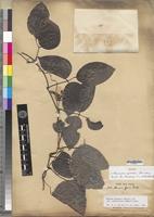 Isotype of Mucuna grevei Drake [family FABACEAE-PAPILIONOIDEAE]