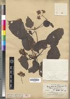 Syntype of Clematis microcuspis Baker [family RANUNCULACEAE]