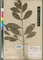 Isotype of Tricalysia pallens Hiern [family RUBIACEAE]