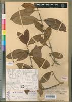 Holotype of Tricalysia obstetrix N.Hallé [family RUBIACEAE]